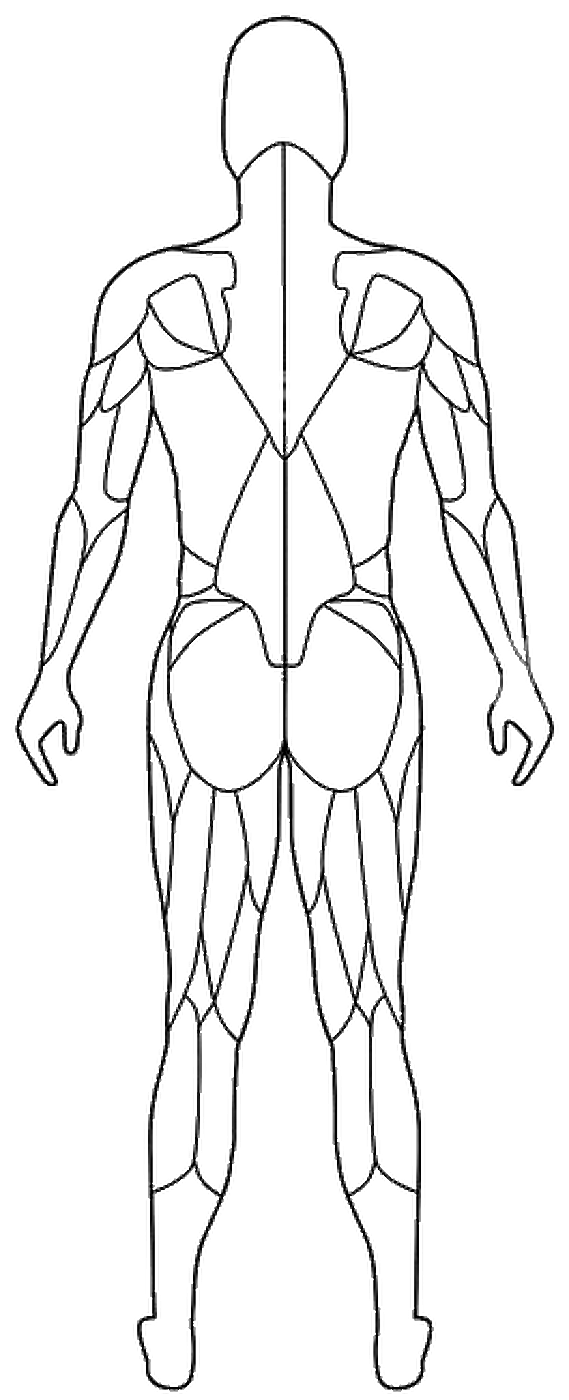 جسم ذكر - خلفي