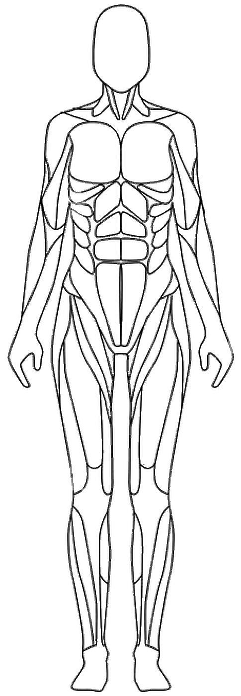 جسم أنثى - أمامي