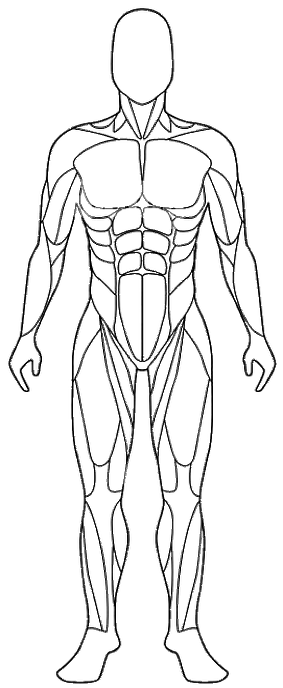 جسم ذكر - أمامي